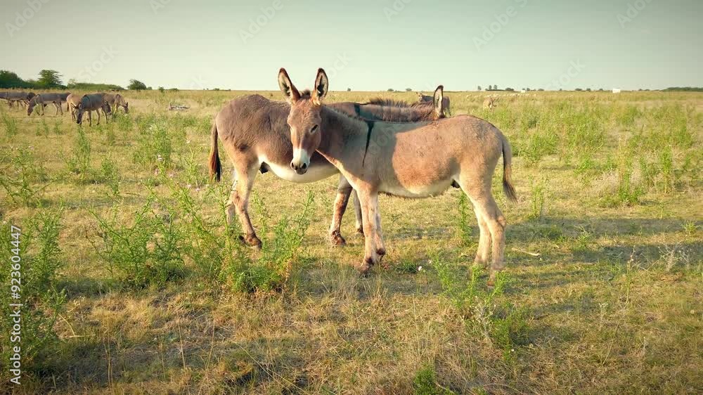 Summer Stillness: Donkeys Grazing in Quiet Pastures Summer Stillness: Donkeys Grazing in Quiet Pastures