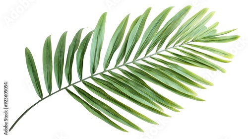 Lush Tropical Palm Leaf on Clean White Background Showcasing Exotic Greenery