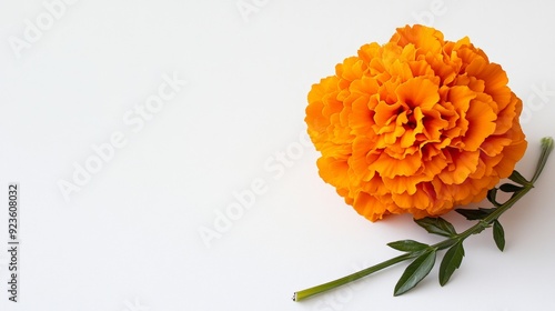 Vibrant Orange Marigold - Bold and Enchanting Photography