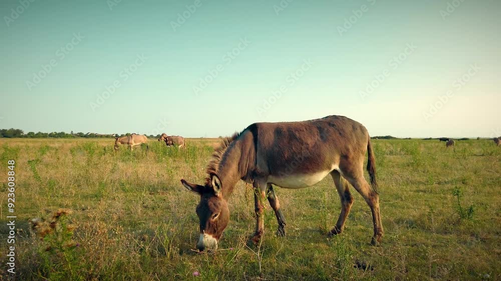 Summer Stillness: Donkeys Grazing in Quiet Pastures Summer Stillness: Donkeys Grazing in Quiet Pastures