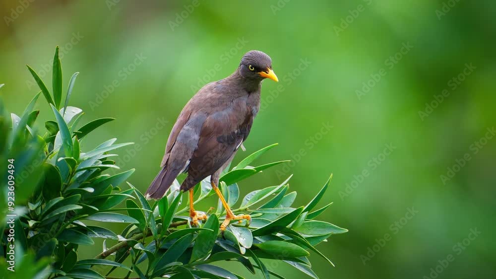 Javan myna bird close up perched on a branch and taking off in slow motion
