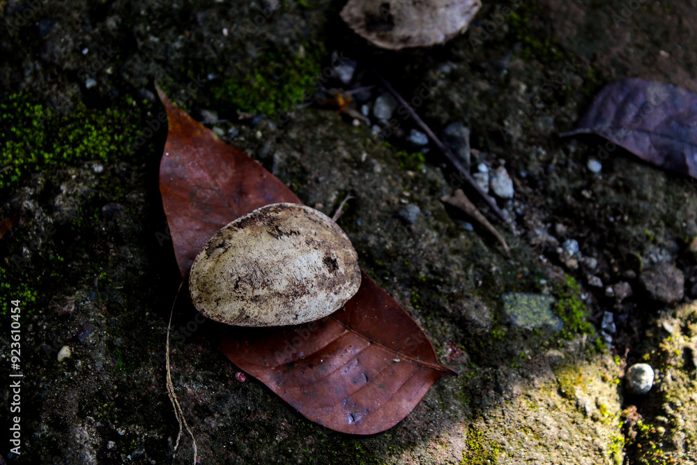 Fototapeta premium Selective focus of ketapang tree seeds or terminalia catappa falling on the ground in the garden during the day