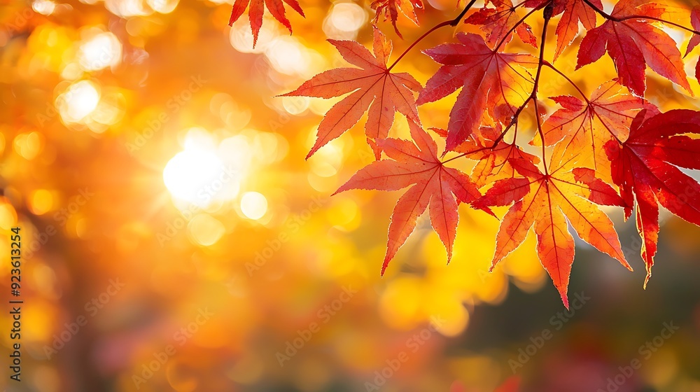 An autumn nature scene with colorful leaves and trees, capturing the warmth and beauty of the season, high-quality image An autumn nature scene with colorful leaves and trees, capturing the warmth and beauty of the season, high-quality image