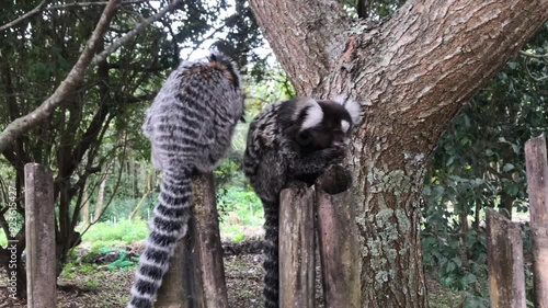 Close-up of a marmoset exploring its surroundings with curiosity. Perfect for wildlife and nature projects.