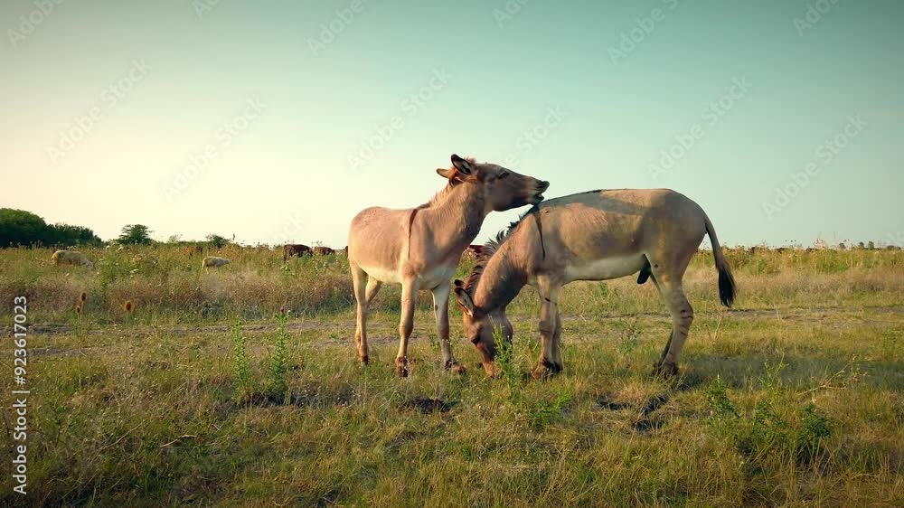 Summer Stillness: Donkeys Grazing in Quiet Pastures Summer Stillness: Donkeys Grazing in Quiet Pastures