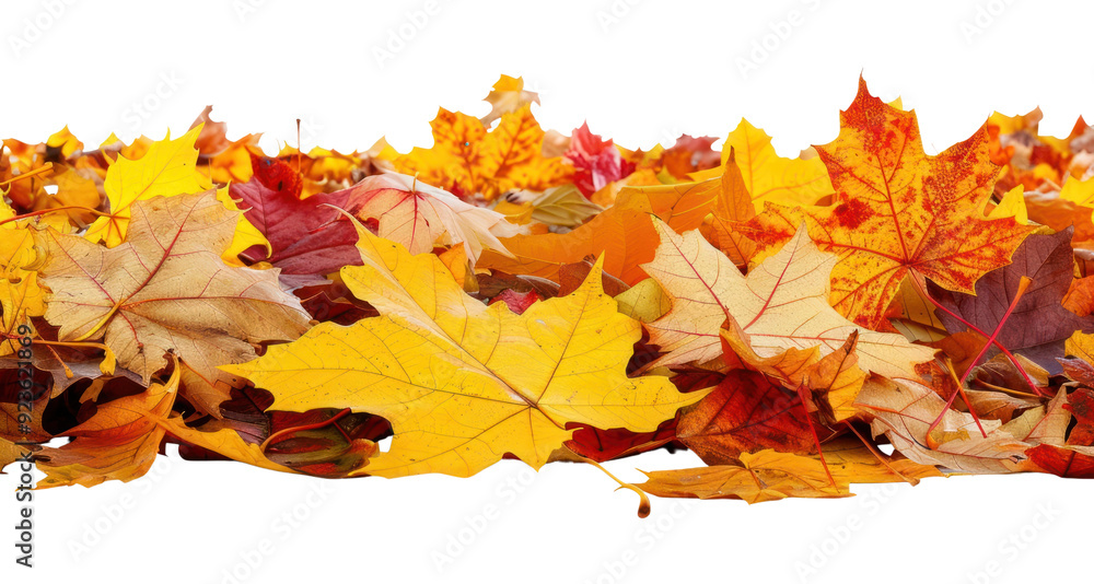 Fototapeta premium PNG Colorful autumn leaves background