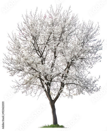 PNG Blossoming tree with white flowers