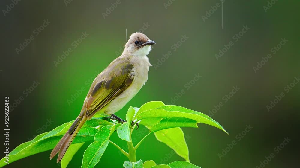 Light vented bulbul taking off in slow motion in the rain