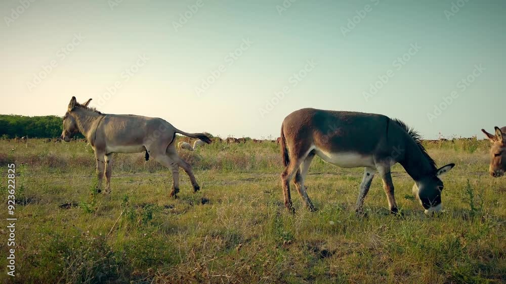 Summer Stillness: Donkeys Grazing in Quiet Pastures Summer Stillness: Donkeys Grazing in Quiet Pastures