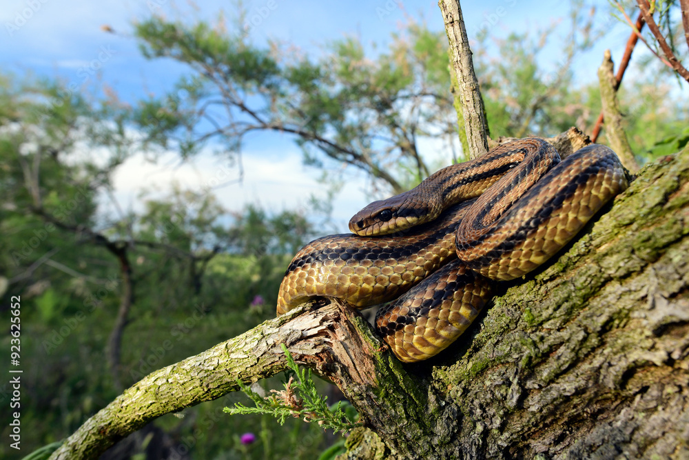 Vierstreifennatter // Four-lined snake (Elaphe quatuorlineata) - Axios-Delta, Griechenland Vierstreifennatter // Four-lined snake (Elaphe quatuorlineata) - Axios-Delta, Griechenland