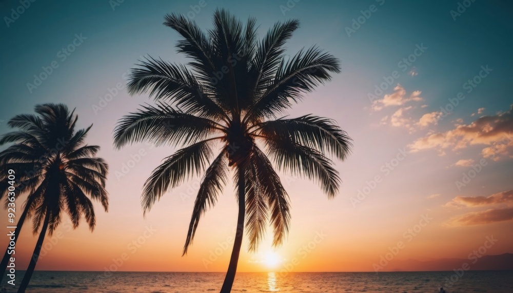 palm trees at sunset palm trees at sunset