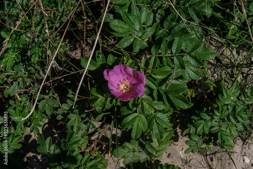 Wallpaper Mural pink rose in the beach Torontodigital.ca