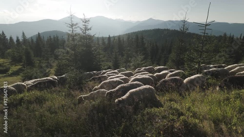 Ukraine, Carpathians - mountains, pasture, Transcarpathia - sheep at sunset walk through forests fields along a dirt road to a farm for milk and cheese production. Gorgany and Chornohora, Goverla.