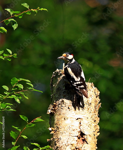 Dzięcioł duży, Great spotted woodpecker, Dendrocopos major photo