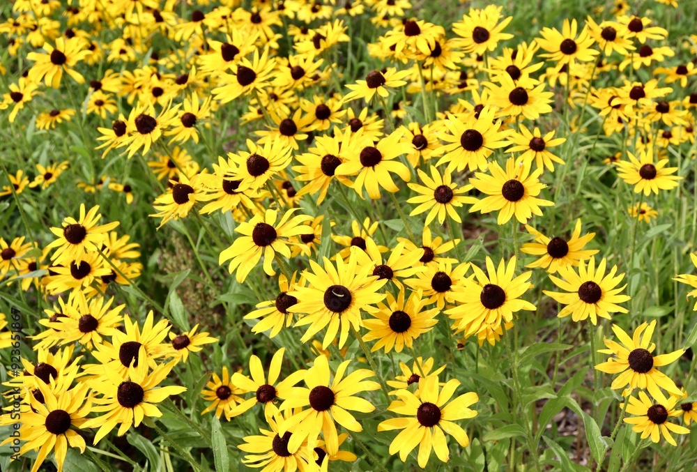 A close view of the bright yellow flowers in the garden. A close view of the bright yellow flowers in the garden.