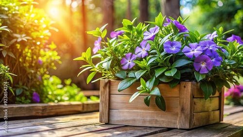 Delicate purple flowers and lush green leaves of the vinca plant spill over the edges of a rustic wooden planter on a sunny patio. photo