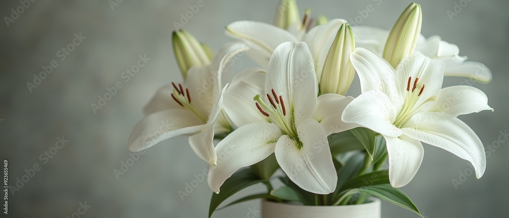 White Lilies Still Life - Elegant and Pure Floral Photography White Lilies Still Life - Elegant and Pure Floral Photography