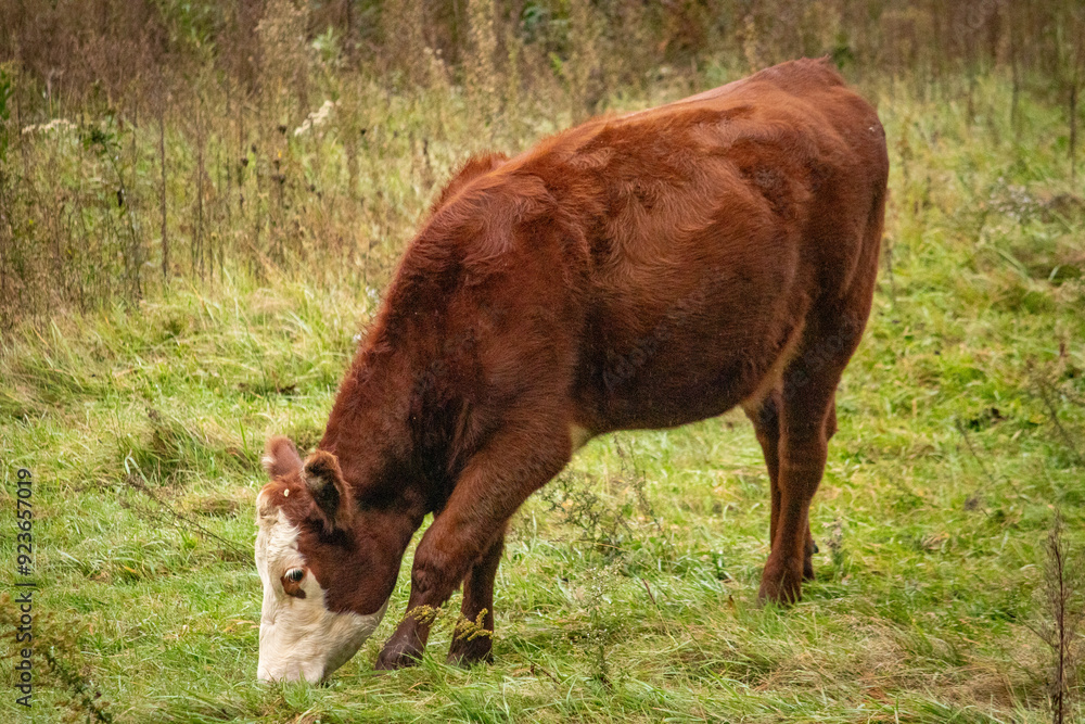Fototapeta premium cows in the meadow