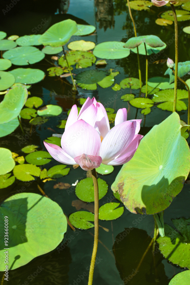 Serene Pink Lotus Blossom Amidst Lush Pond Vegetation Serene Pink Lotus Blossom Amidst Lush Pond Vegetation