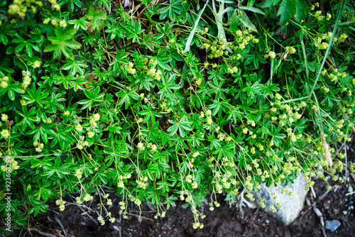 A detailed view of Lady's Mantle (Alchemilla alpina), showcasing its lush green leaves and small yellow-green flowers. The vibrant foliage and delicate blooms highlight beauty of this alpine plant.