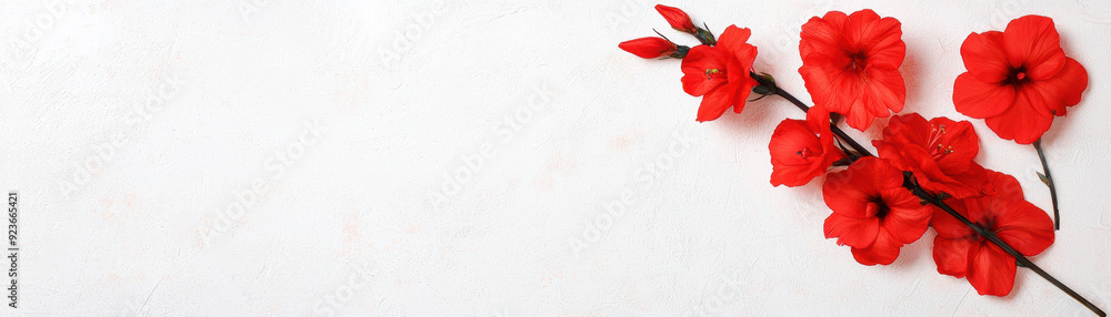 Obraz premium A minimalistic arrangement of vibrant red flowers against a white background. Perfect for spring, nature, or floral themes in design projects.