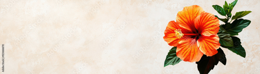Vibrant orange hibiscus flower with lush green leaves against a light textured background, perfect for nature-themed designs and botanical projects. Vibrant orange hibiscus flower with lush green leaves against a light textured background, perfect for nature-themed designs and botanical projects.