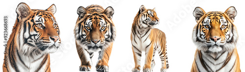 A group of majestic tigers in a white background. Perfect for wildlife, nature, and animal-themed content and projects.