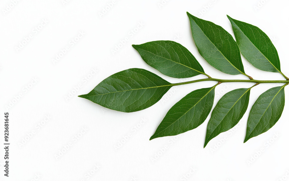Minimalistic of green leaves arranged neatly on a white background, capturing the essence of nature and simplicity. Minimalistic of green leaves arranged neatly on a white background, capturing the essence of nature and simplicity.