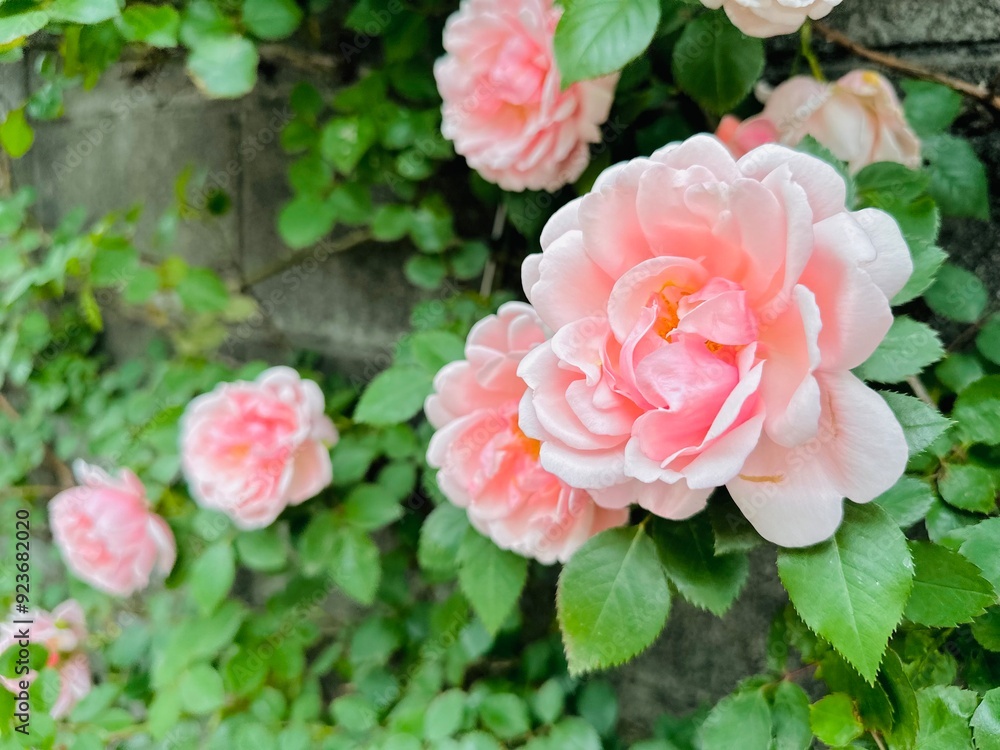 Fototapeta premium pink flowers バラ