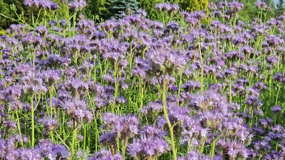 bumblebees and bees collecting nectar from a field of phacelia. bumblebees and bees collecting nectar from a field of phacelia.