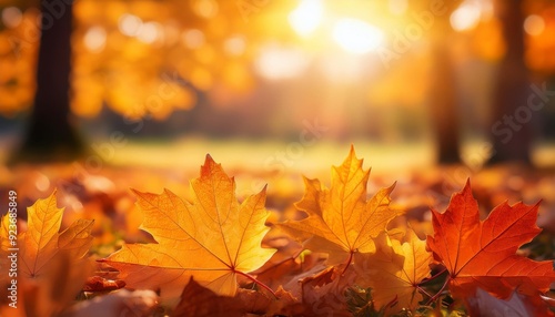 Maple leaf glows in sun rays. Fallen foliage close-up. Warm natural backlit background