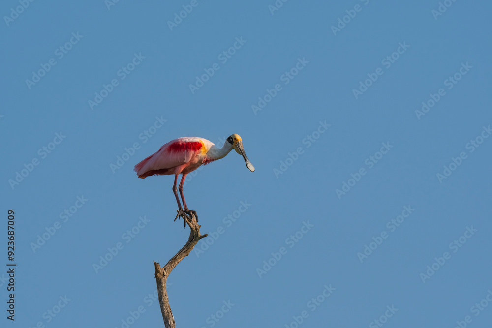 Obraz premium Roseate spoonbill, Platalea ajaja, La Estrella Marsh, Formosa Province, Argentina.
