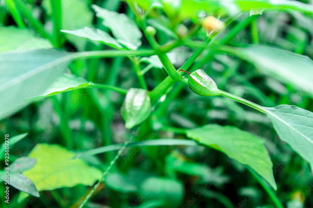 selective focus of ceplukan or cecendet plants or Physalis angulata or angular winter cherry or balloon cherry, cutleaf groundcherry, gooseberry, hogweed, wild tomato, camapu in the garden selective focus of ceplukan or cecendet plants or Physalis angulata or angular winter cherry or balloon cherry, cutleaf groundcherry, gooseberry, hogweed, wild tomato, camapu in the garden