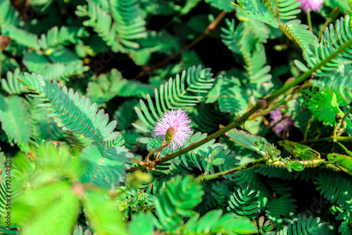 Tableau sur toile Selective focus mimosa pudica or Sensitive Plant, Touch-me-not, Shame Plant, Liv