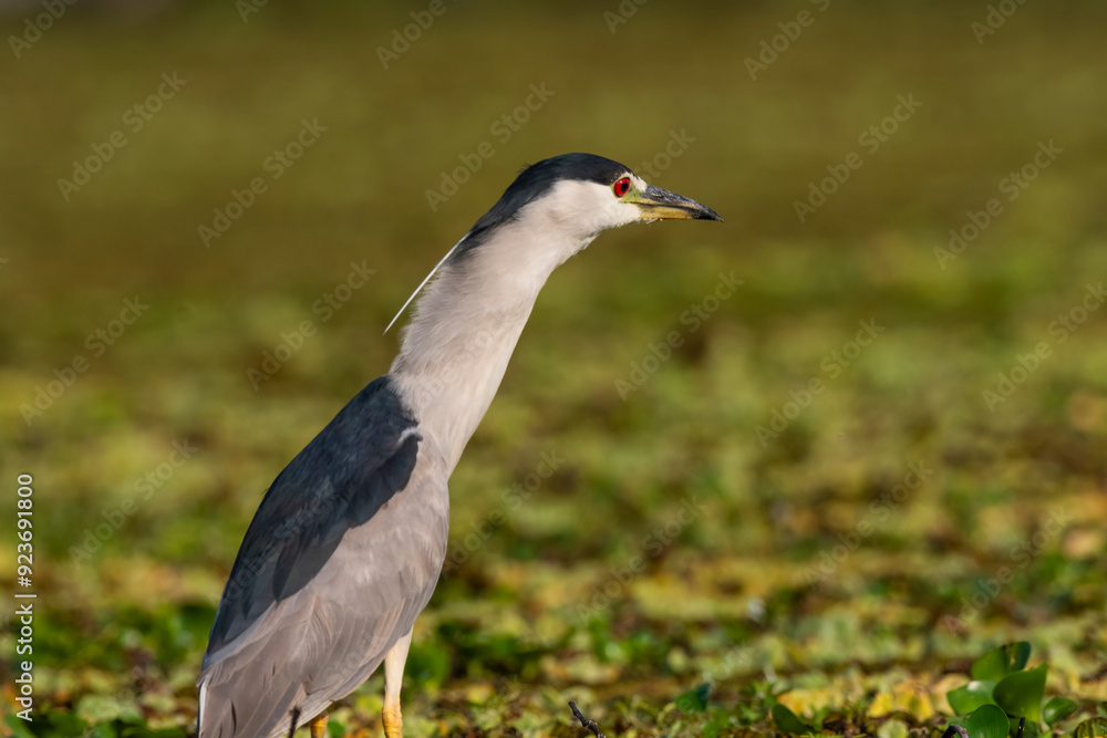 Naklejka premium Black crowned Night heron, Nycticorax nycticorax ,Pantanal, Mato Grosso, Brazil