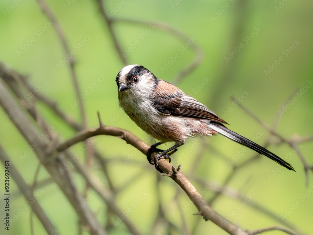 Obraz premium 森の中で枝に留まって周りを見渡しているエナガ