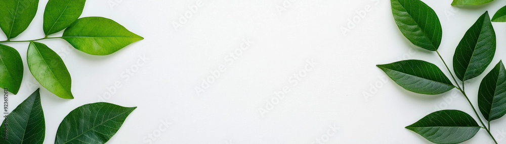 Flat lay image of green leaves on a white background, suitable for natural or botanical themed design and layouts. Fresh, clean, and minimalistic. Flat lay image of green leaves on a white background, suitable for natural or botanical themed design and layouts. Fresh, clean, and minimalistic.
