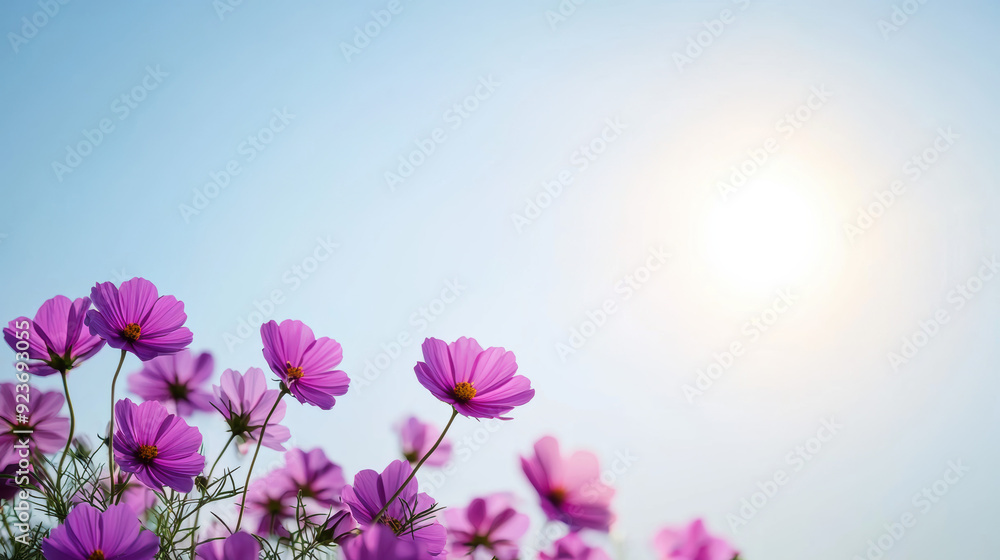Purple cosmos flowers bloom under a clear blue sky with the sun shining brightly, creating a serene and picturesque scene Purple cosmos flowers bloom under a clear blue sky with the sun shining brightly, creating a serene and picturesque scene