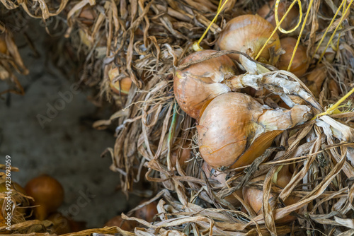 Wallpaper Mural close up drying onions and garlic after harvesting under home outdoor kitchen Torontodigital.ca