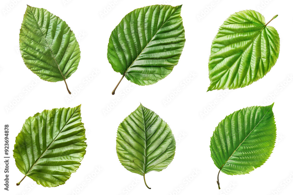 Six Close-Up Images of a Green Leaf with Detailed Veins Six Close-Up Images of a Green Leaf with Detailed Veins