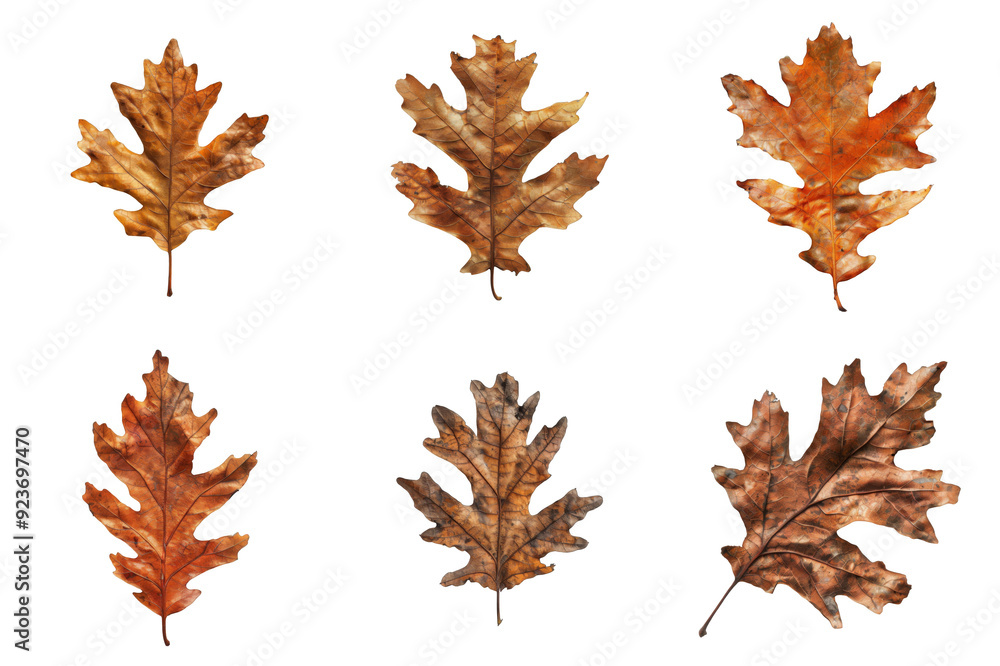 Six Dried Oak Leaves with Distorted Backgrounds Six Dried Oak Leaves with Distorted Backgrounds