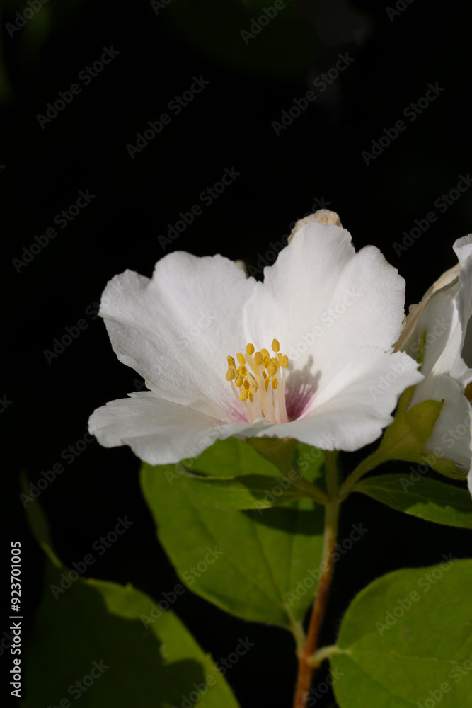 Close up of jasmine flowers in a garden. Close up of jasmine flowers in a garden.