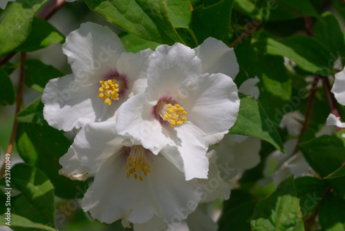 Jasmine flowers on branches with green leaves.