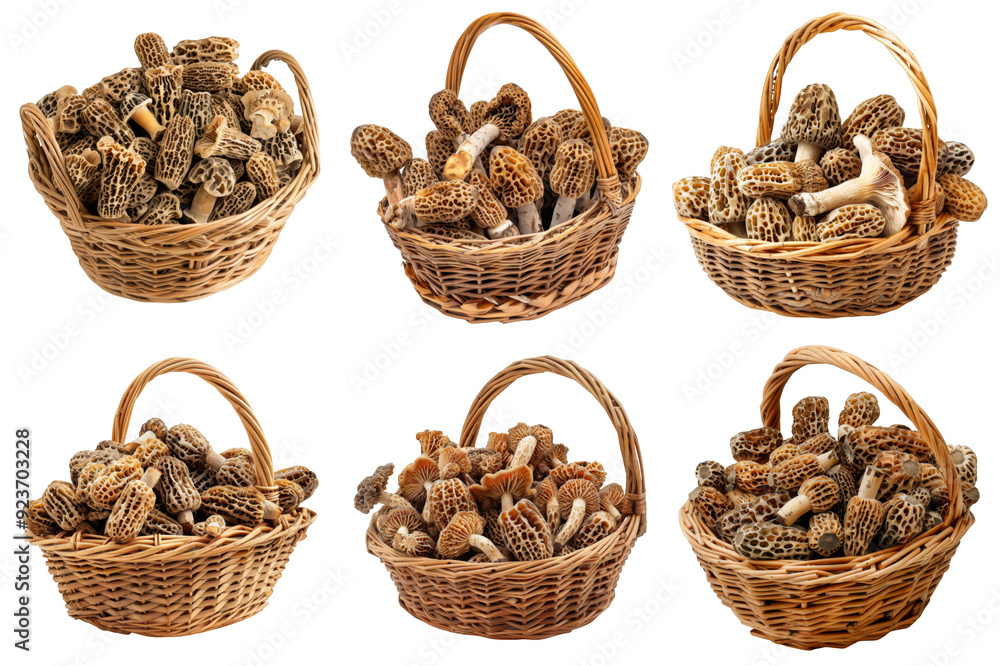 Six Wicker Baskets Overflowing with Morel Mushrooms Six Wicker Baskets Overflowing with Morel Mushrooms