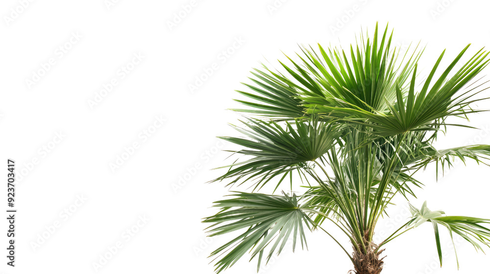 Palm tree transparent background Palm tree transparent background