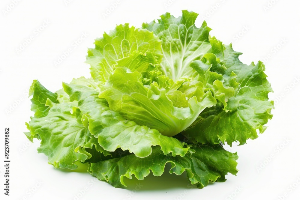 A fresh head of lettuce with crisp green leaves, isolated on a pure white background A fresh head of lettuce with crisp green leaves, isolated on a pure white background