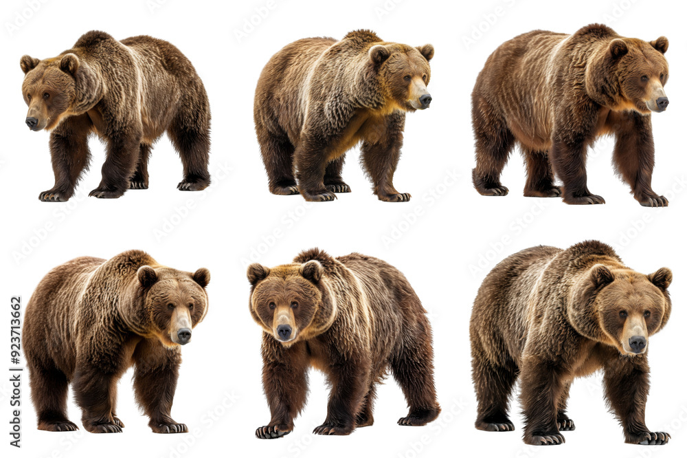 Fototapeta premium Six Brown Bears Standing on a White Background