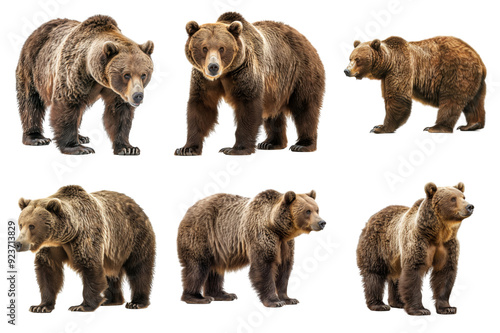 Six Grizzly Bears Standing Against a White Background photo