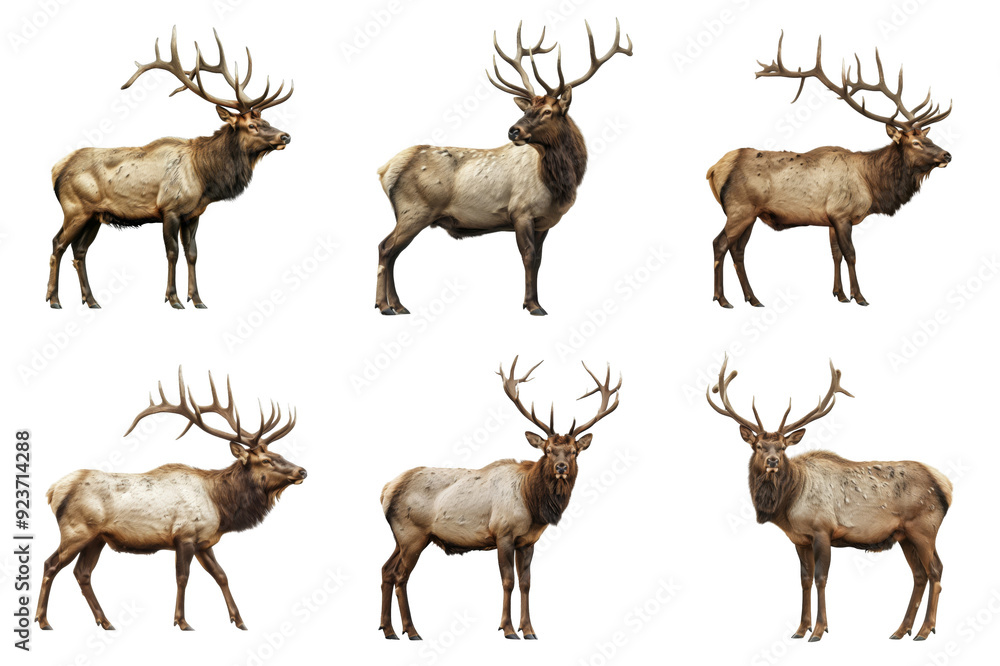 Obraz premium Six Elk with Antlers Standing Against a White Background