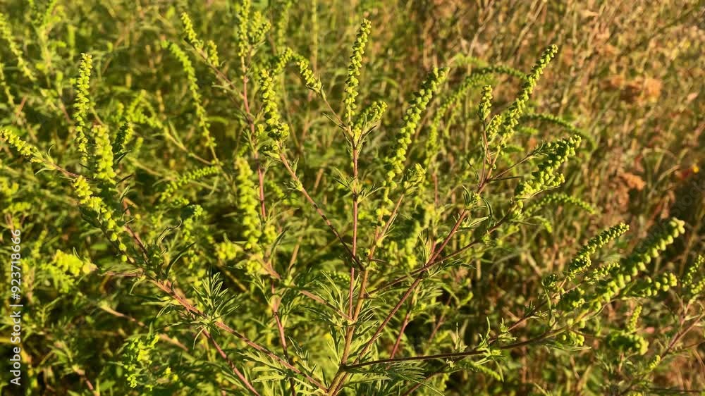 Ambrosia artemisiifolia in bloom, a source of seasonal allergie Weeds and weed bushes whose pollen causes allergies. Ambrosia artemisiifolia in bloom, a source of seasonal allergie Weeds and weed bushes whose pollen causes allergies.